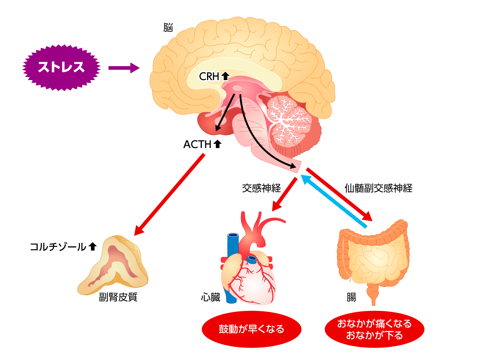 脳腸相関を説明するイラスト
