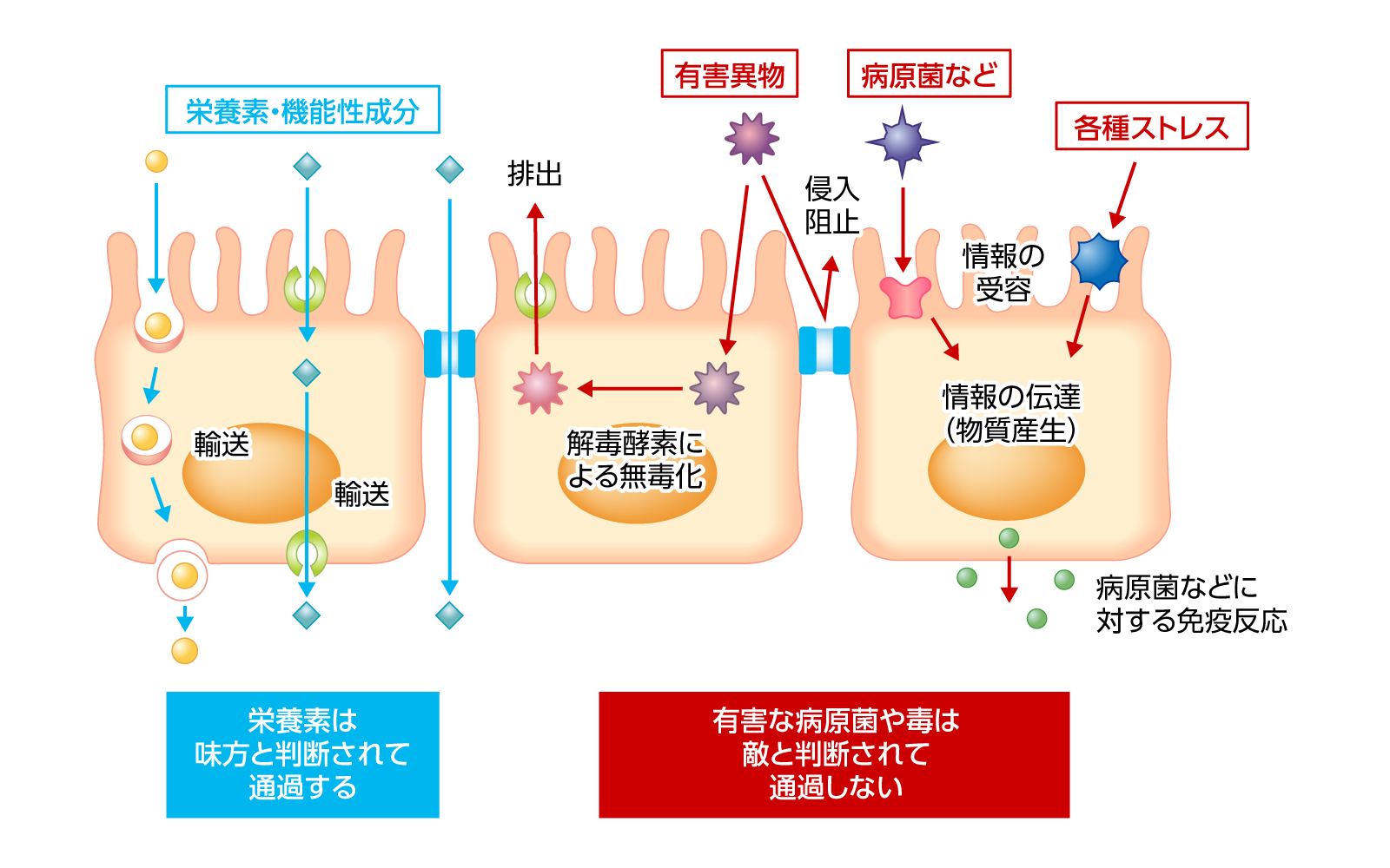 関所としての腸を説明するイラスト