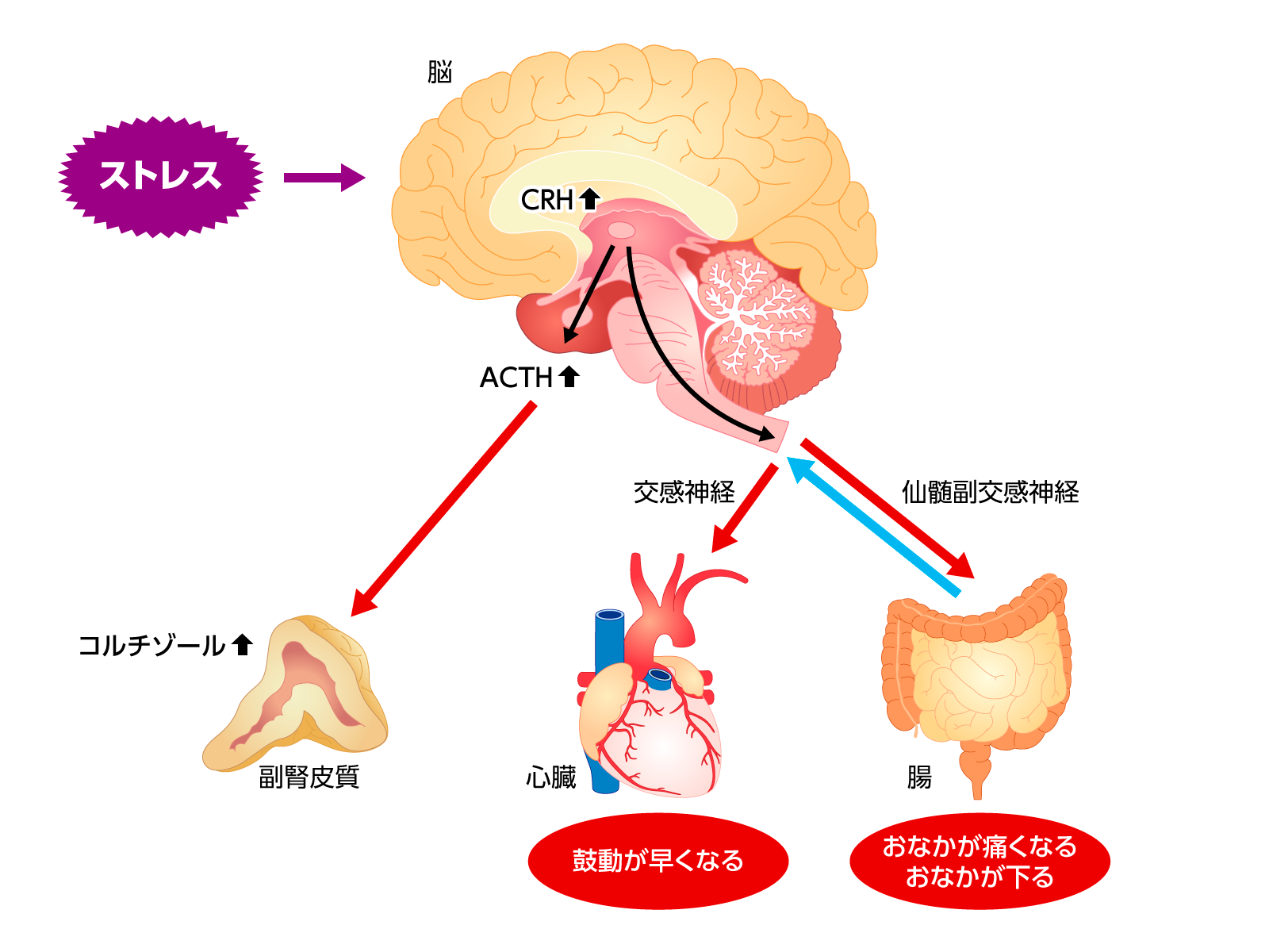 腸にまつわる超すごい話 その3 緊張するとおなかが痛くなるのはなぜ おなかのはなし Com