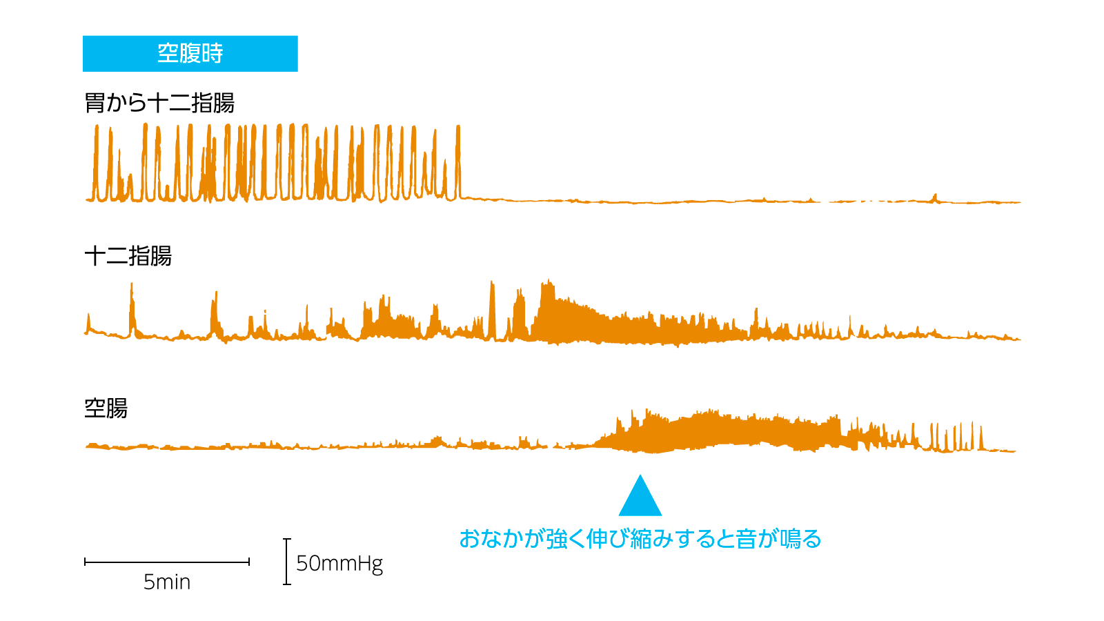 空腹時の胃と腸の収縮運動を測定した図