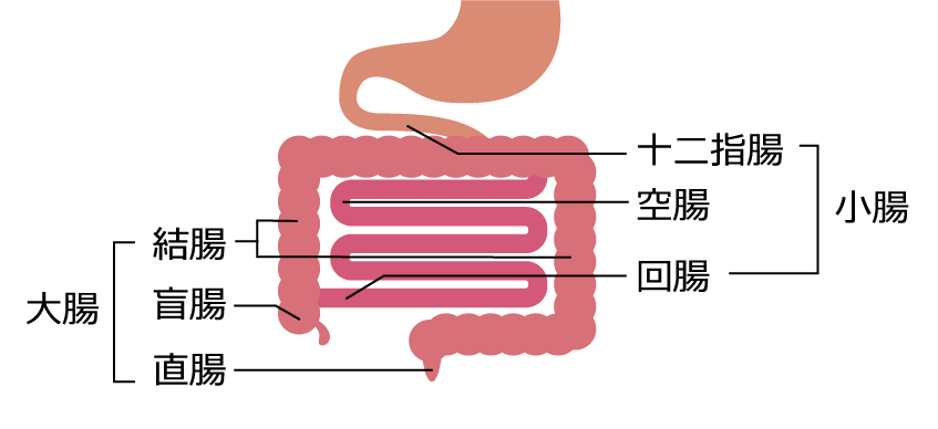 腸の部位の説明イラスト