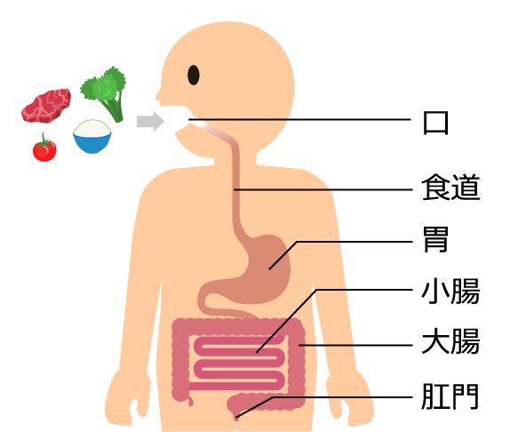 口から食物が入って消化されるまでを紹介するイラスト