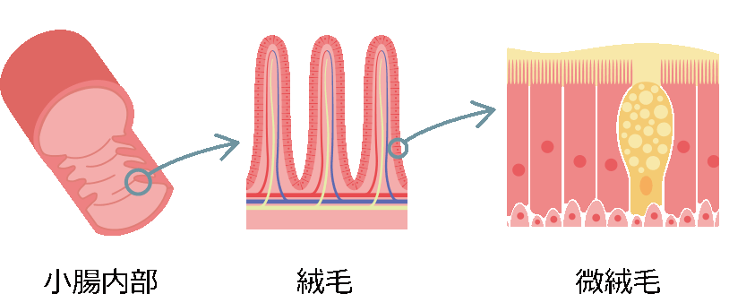 小腸内部を紹介するイラスト