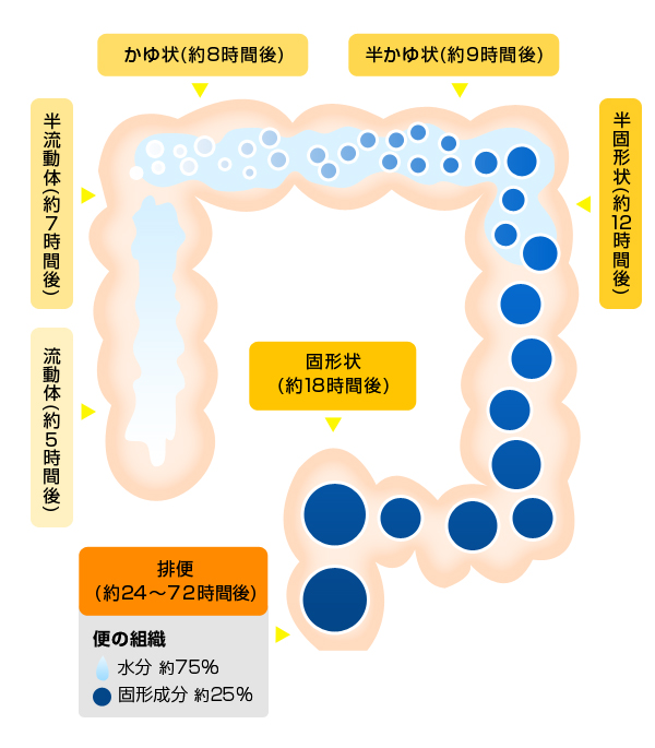 大腸の働きのイラスト