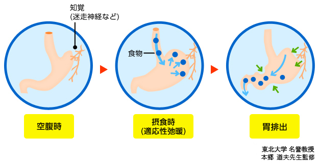 食べものが入ってきた後の胃の変化のイラスト