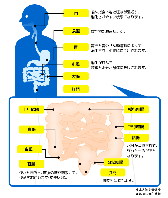 排便のしくみを紹介するイラスト